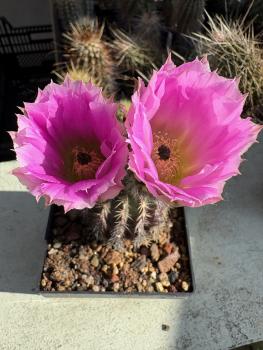 Echinocereus pamanesiorum